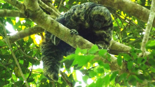 Descrita nova espécie de macaco que só existe na Amazônia