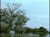 Pantanal mato-grossense