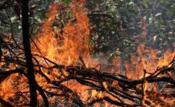 Pesquisa avalia impacto do fogo na floresta tropical