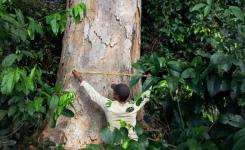 Estudante de mestrado mede um angelim-saia em Mato Grosso