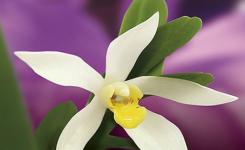 Orqudeas Nativas de Mato Grosso