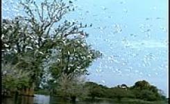 Pantanal mato-grossense