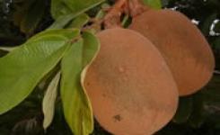 Cupua�u ser� uma das culturas implantadas